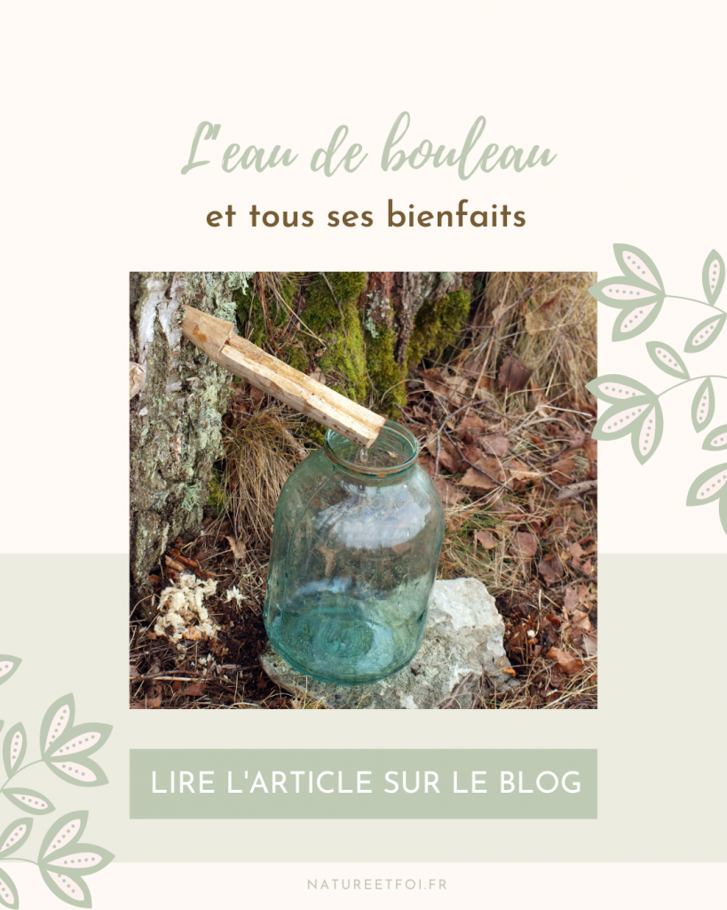 Découvrez les bienfaits de l’eau de bouleau